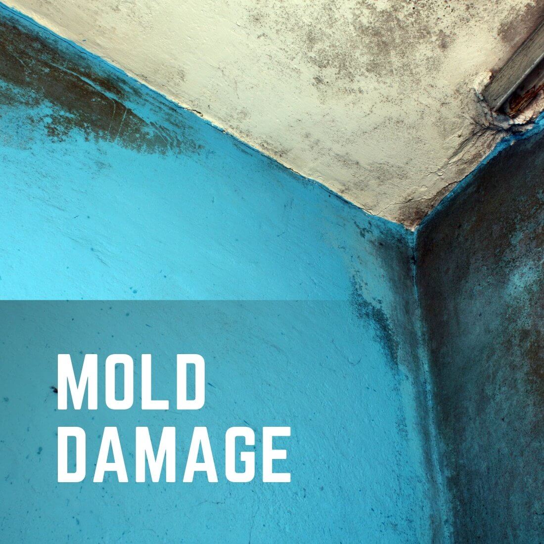 Mold Damage Remediation Services